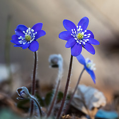 Image showing Blue Anemone flowers