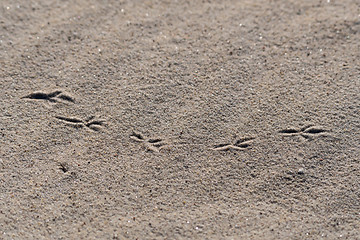 Image showing Birds footprints in the sand