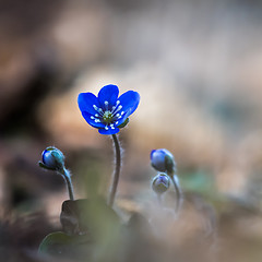 Image showing Beautiful Blue Anemone flower and buds