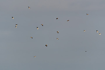 Image showing Lots of migrating Lapwings