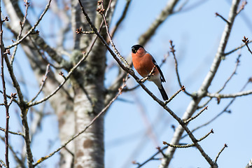 Image showing Male Bullfinch feeding in a tree