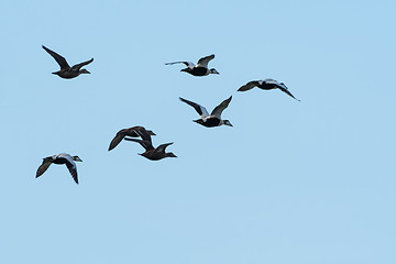 Image showing Migrating flock with Eider ducks