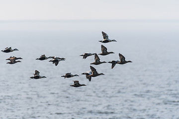 Image showing Migrating flock with ducks