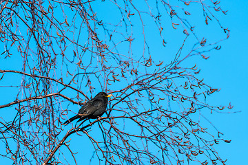 Image showing Singing Blackbird in a beautiful spring season day