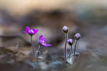 Image showing Hepatica buds on the forest ground