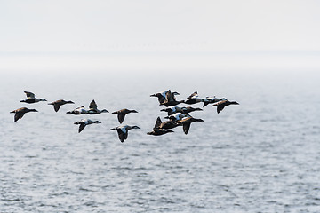 Image showing Flock with migrating Common Eiders