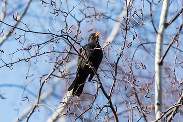 Image showing Male Blackbird singing from a tree