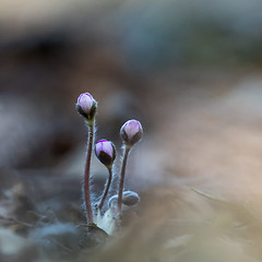 Image showing The first wildflower buds by spring season