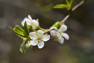 Image showing White cherry flowers