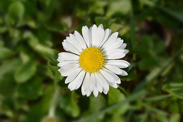 Image showing Common daisy