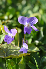 Image showing Violet flowers