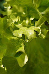 Image showing Salad close up