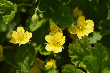 Image showing Yellow waldsteinia flowers