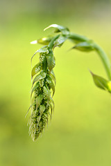 Image showing Black bryony