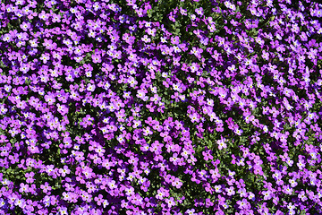 Image showing Purple flowers