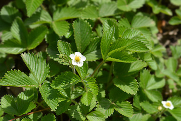 Image showing Wild strawberry flower