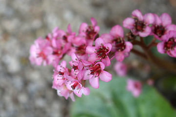 Image showing Pink flowers