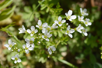 Image showing White spring flowers