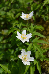 Image showing Helleborus niger ssp. macranthus