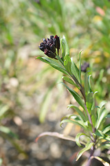 Image showing Wallflower buds