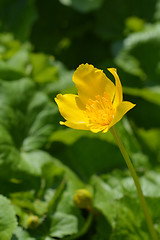 Image showing Marsh marigold