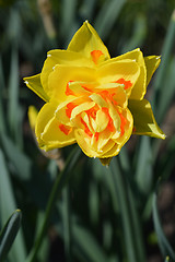Image showing Tahiti Daffodil