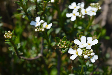 Image showing Evergreen candytuft