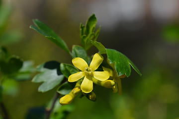 Image showing Golden currant flowers