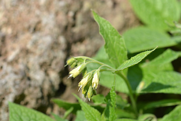 Image showing Tuberous comfrey