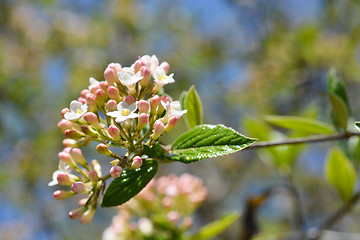 Image showing Viburnum carlesii 