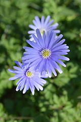 Image showing Blue anemone flowers