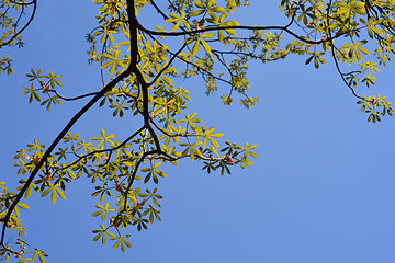 Image showing Yellow Buckeye