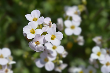 Image showing Garden arabis