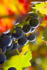 Image showing Grapes of red wine