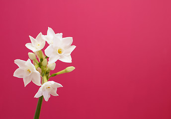 Image showing Single stem of narcissus against pink background