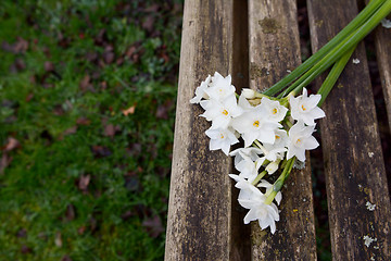 Image showing White narcissi on a weathered wooden garden bench