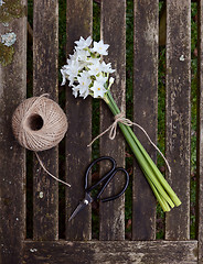 Image showing Narcissi tied with twine, with garden string and scissors