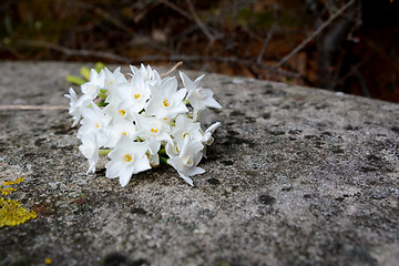 Image showing White narcissus flowers on stone bench