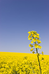 Image showing Yellow canola against blue sky