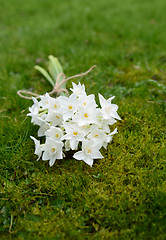 Image showing Spring bunch of white narcissus blooms