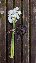 Image showing Narcissus flowers tied with twine, next to scissors