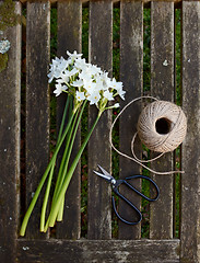 Image showing Narcissi stems on wooden bench with twine and scissors