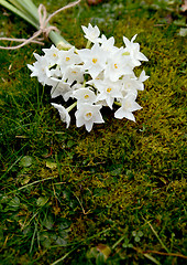 Image showing White narcissus flowers, tied with twine