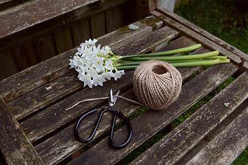 Image showing Flower scissors cutting twine, next to a bunch of narcissi