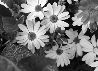 Image showing African daisies in different shades