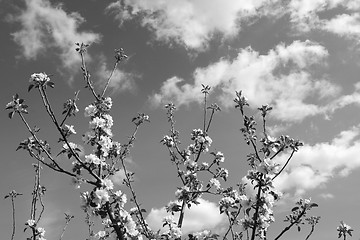 Image showing Apple tree branches with white blossom flowers reach skyward