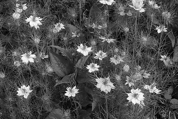 Image showing Dense mix of nigella flowers