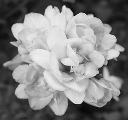 Image showing Dense cluster of a double freesia flowers