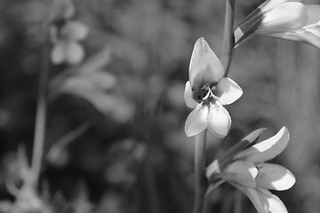 Image showing Gladiolus flowers in selective focus