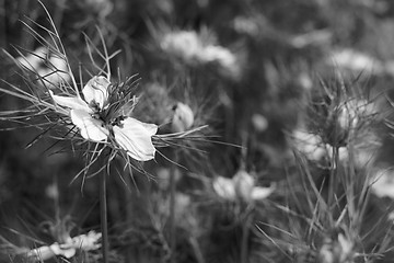 Image showing Delicate white love-in-a-mist flower against nigella plants